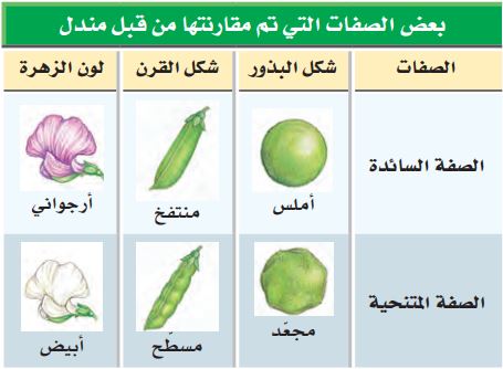 شكل مساعد 3